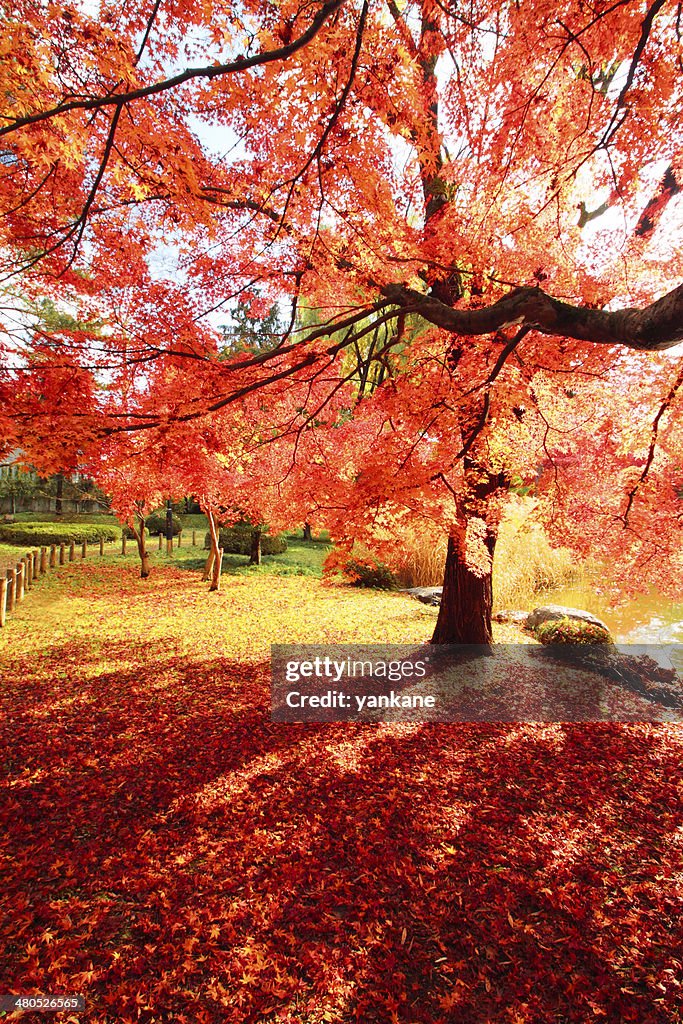 Colorful  leaves