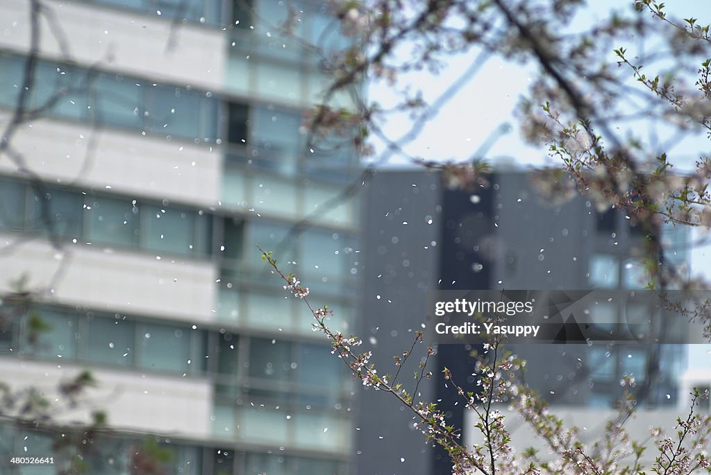 Cherry blossom Image