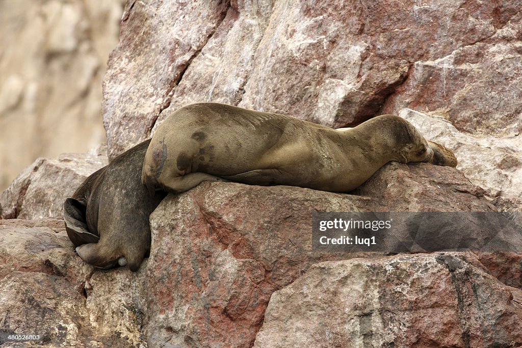 Seal on Islas Ballestas, Paracas National park in Peru