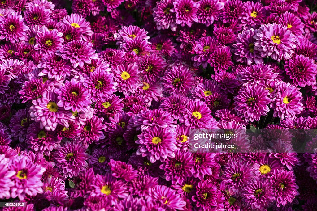 Rosa Chrysantheme Blumen