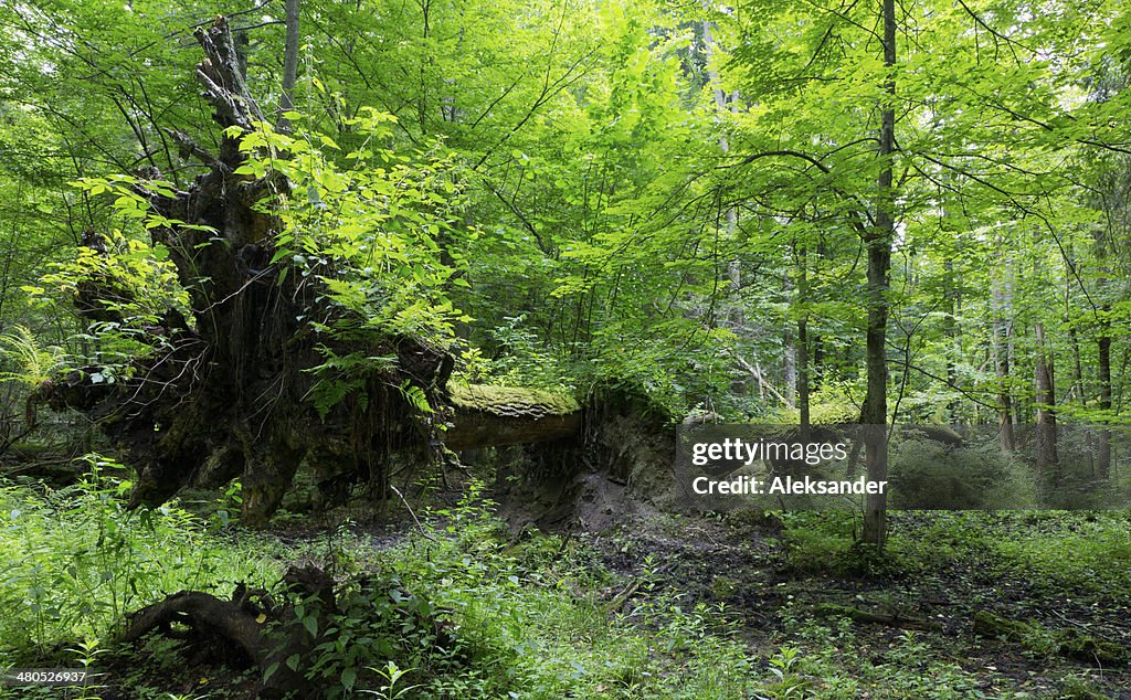 Old oak trees broken lying