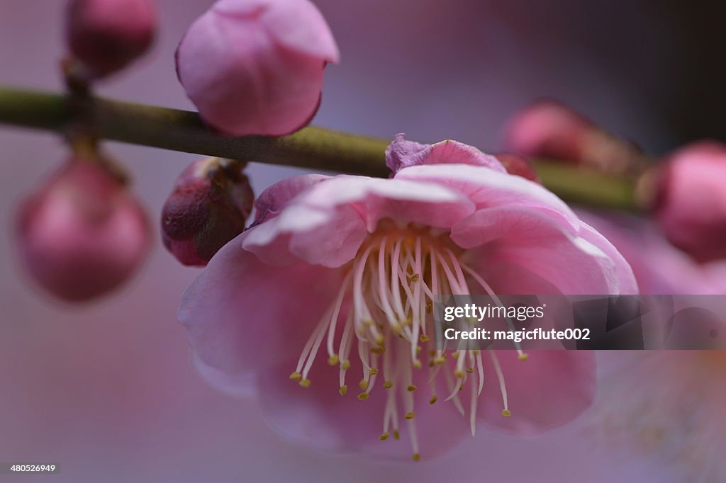 Japanese Plum Blossom