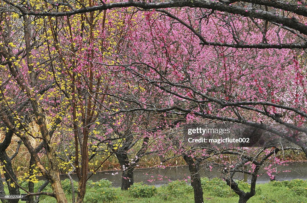 Japanese Plum Blossom