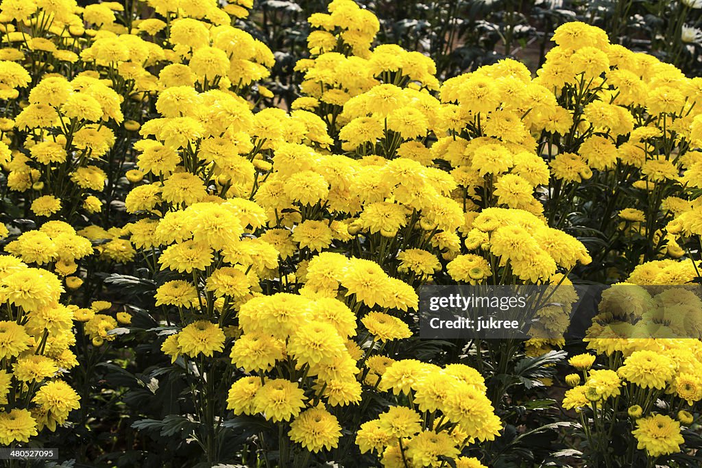Yellow Chrysanthemum flowers