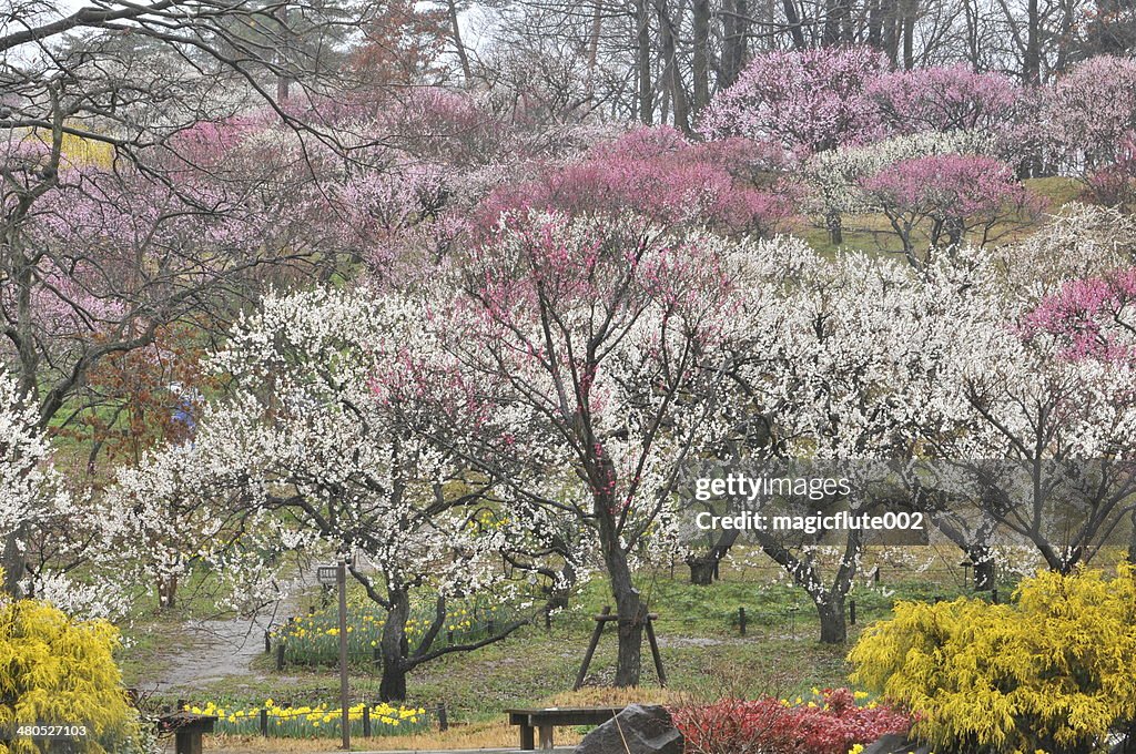 Japonés flor de la ciruela