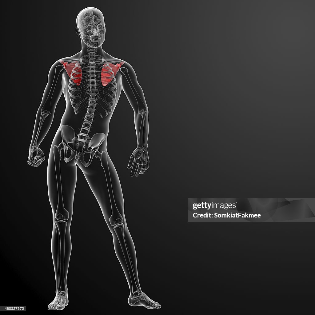 3 d render illustration Schulterblatt bone