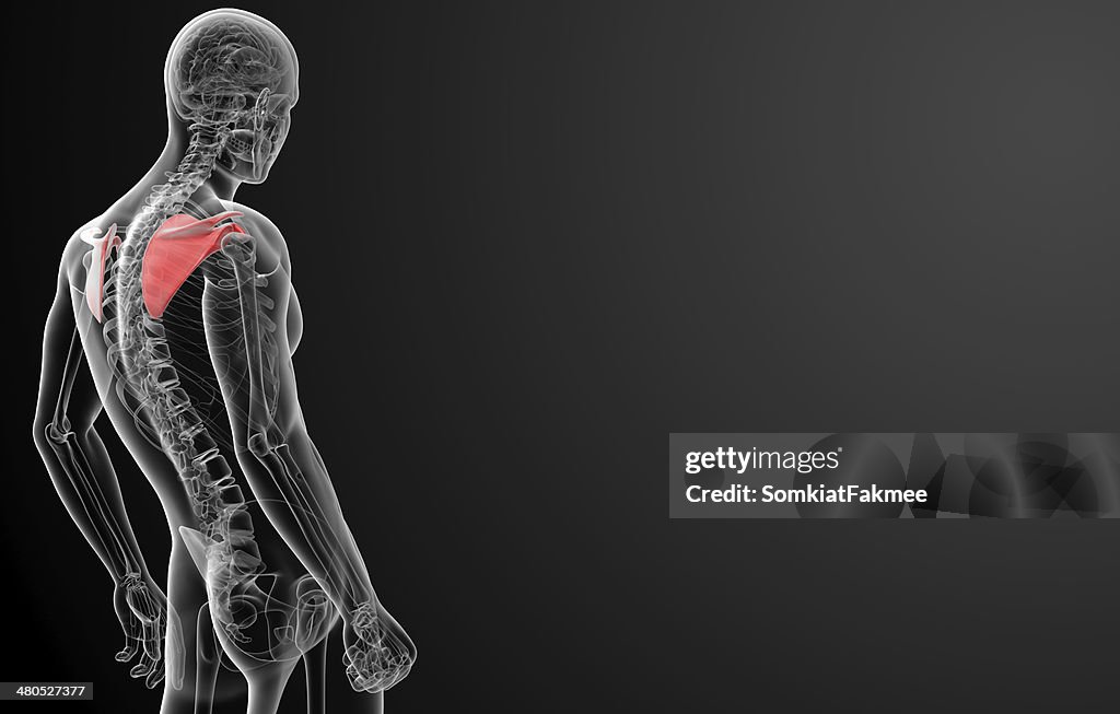 3d render illustration scapula bone