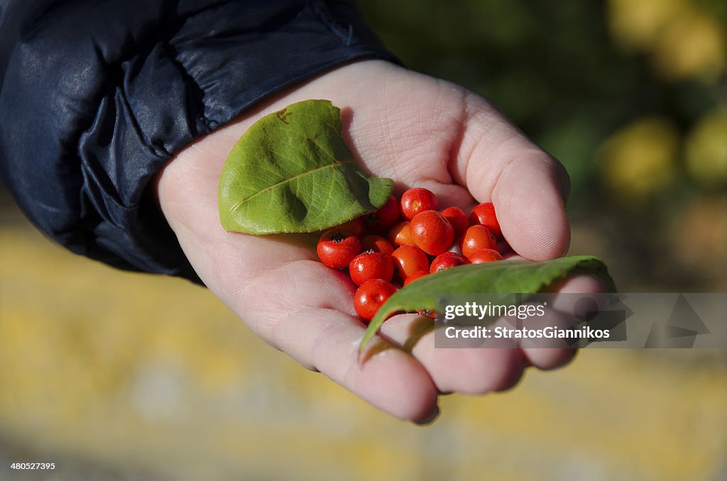 Nature's fruits