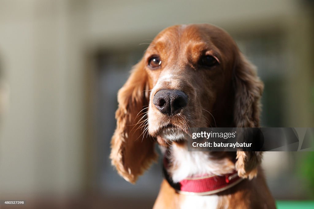 Golden Cocker Spaniel-Imagen de Stock