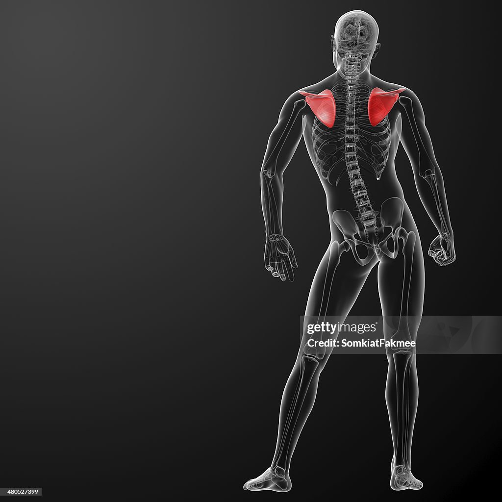 3 d render illustration Schulterblatt bone