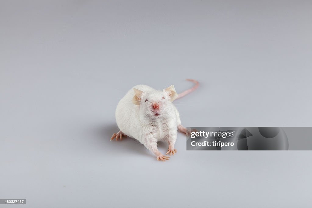 Albino mouse pose