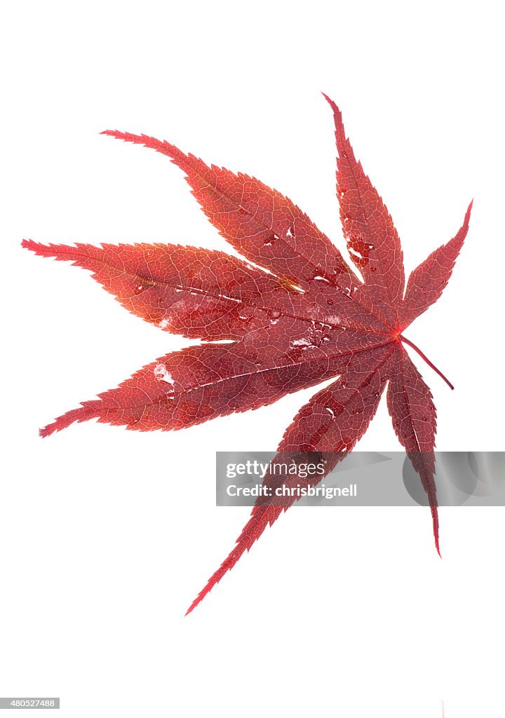 Japanese red maple leaf