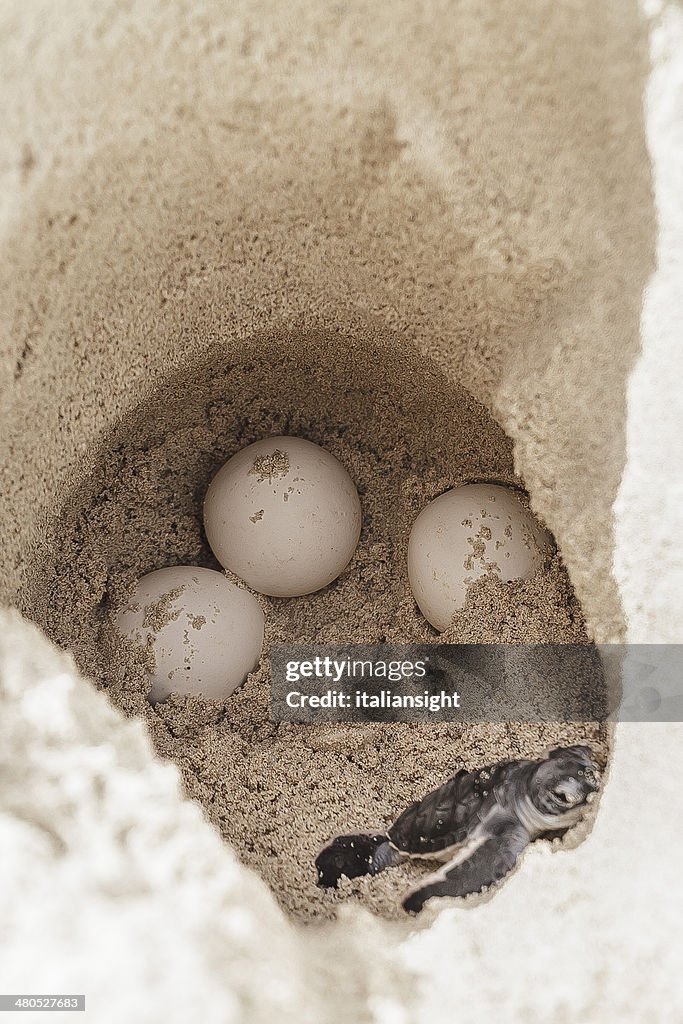 Sea turtle eggs with newborn animal in hatchery site