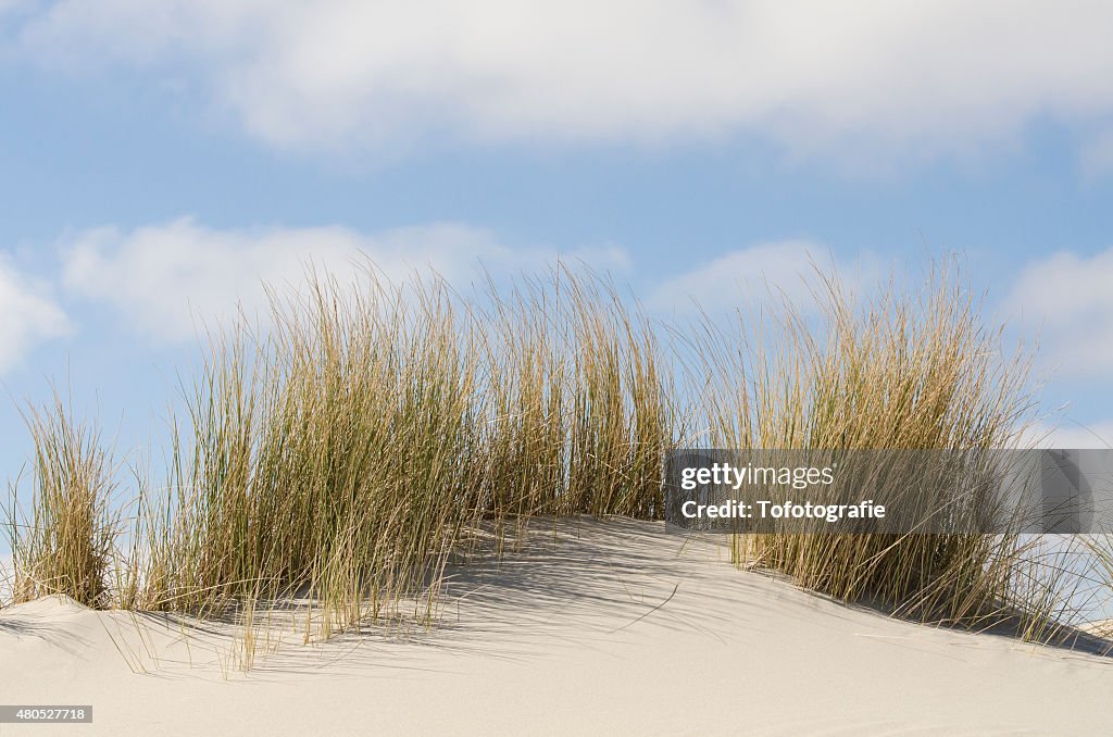 Dunes with marram grass