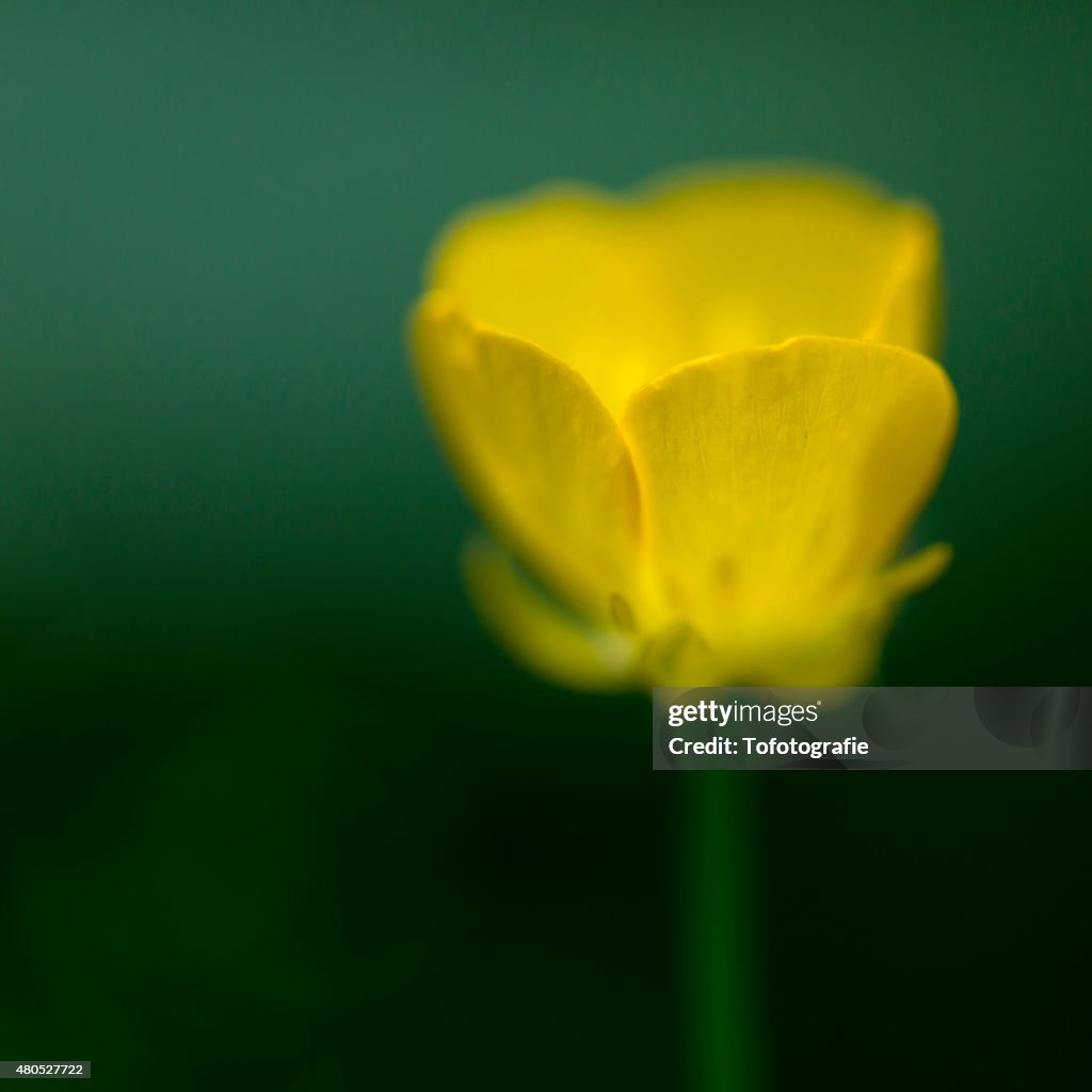 Abstract yellow Forest Buttercup flower.