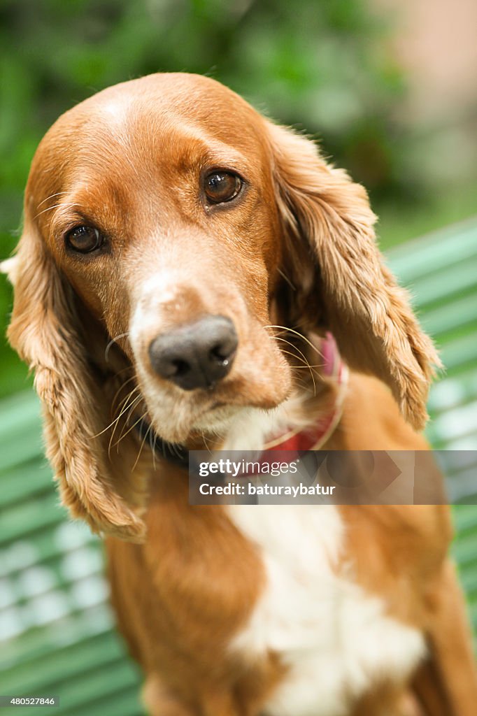 Golden Cocker Spaniel - Stock Image