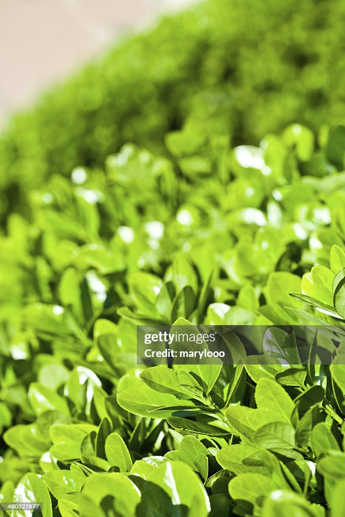 Green leaves