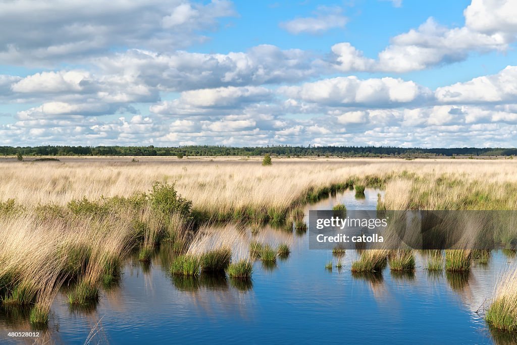 Blauer Himmel über swamp Wasser