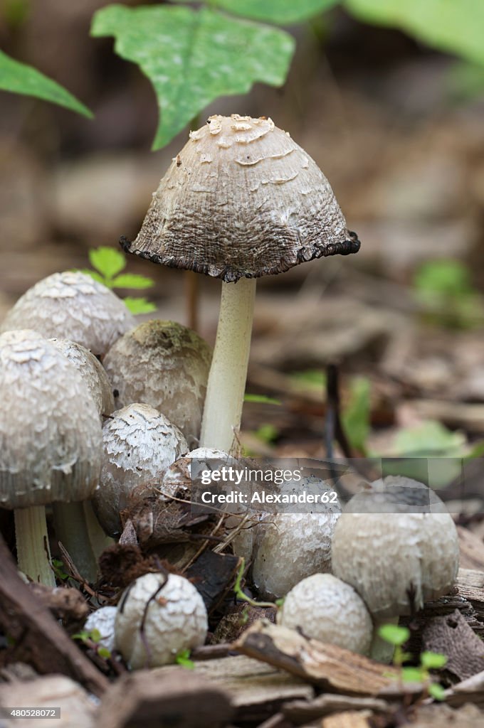 Coprinus comatus mushrooms