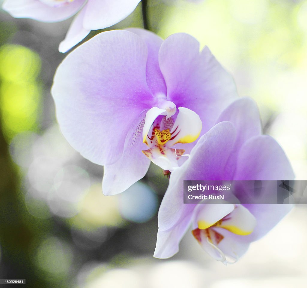 Orhids