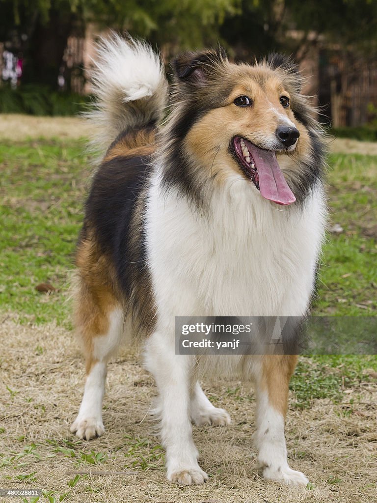 Dog, Shetland sheepdog waiting to play in field