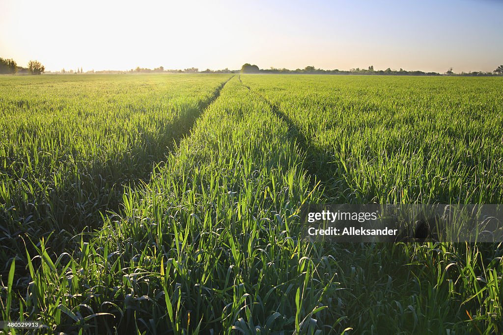 Field of barley