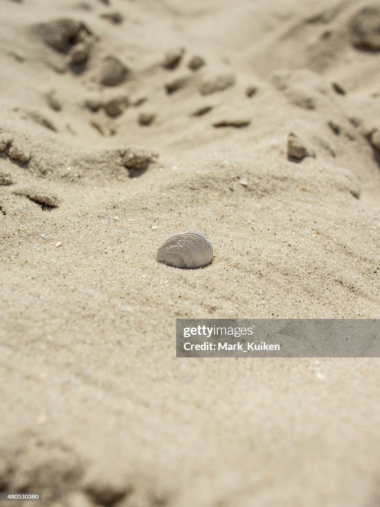 Seashell stuck in the sand