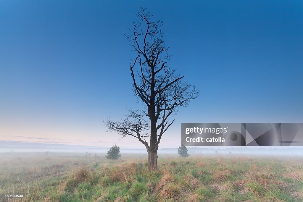 Tree om misty morning meadow