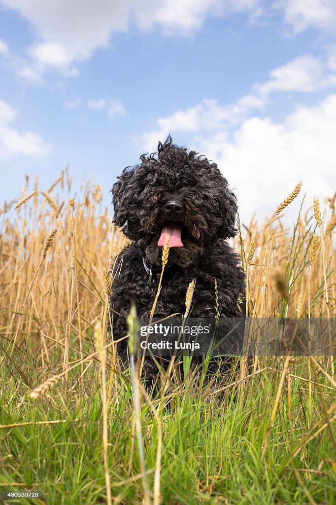 PULI - hungarian herding dog in yellow wheat