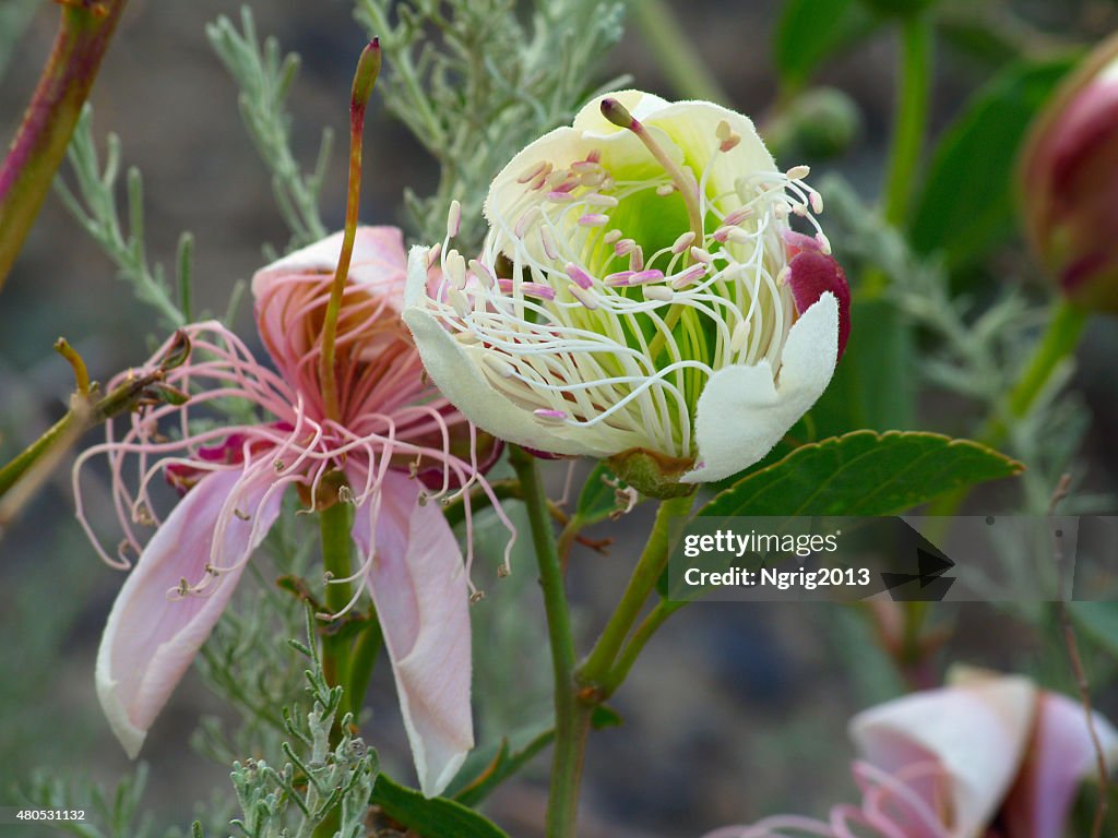 Long stamens of a beautiful flower