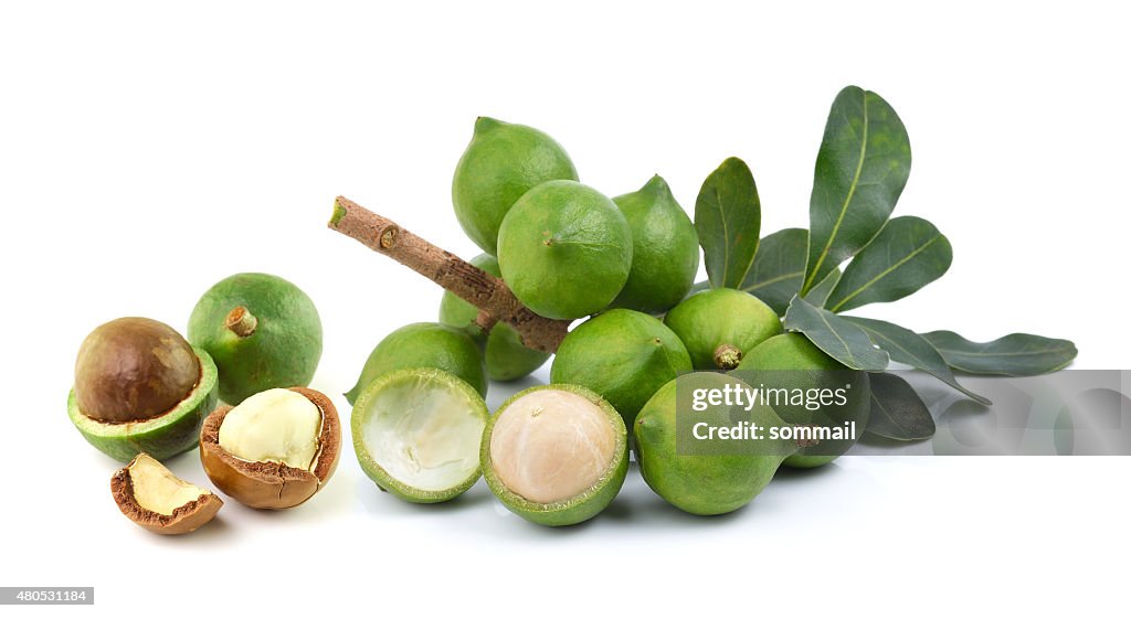 Fresh macadamia nut on white background