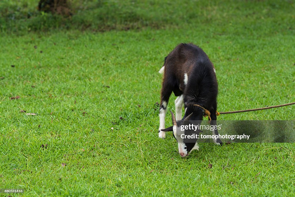 Goat portrait