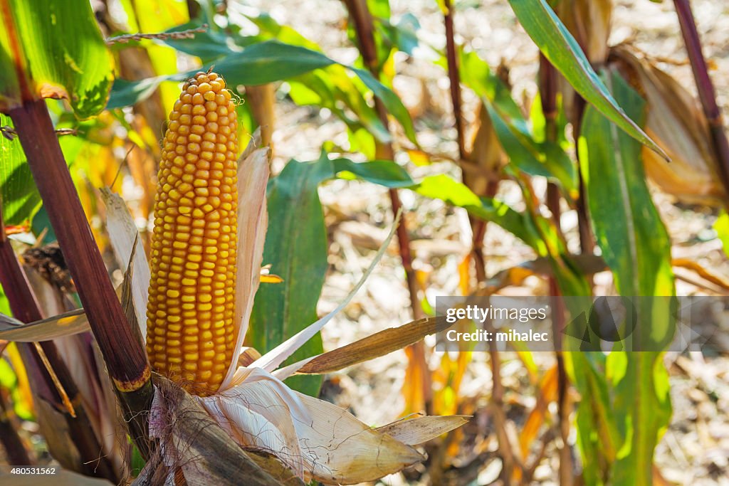 Horizontale version Nahaufnahme Blick auf Ohr von Mais corn