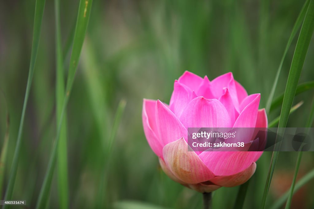 Lotus flower with green background.