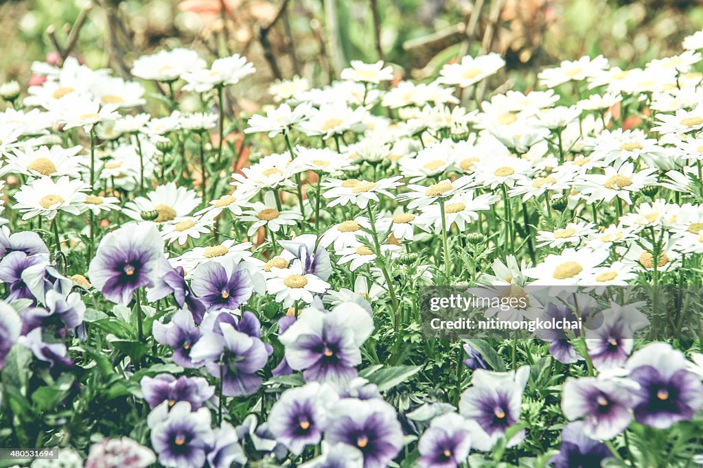 Flower in the garden