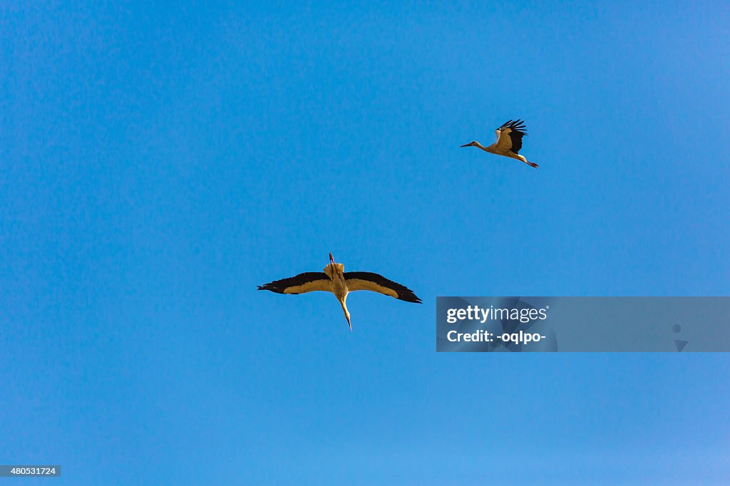 Two flying stork