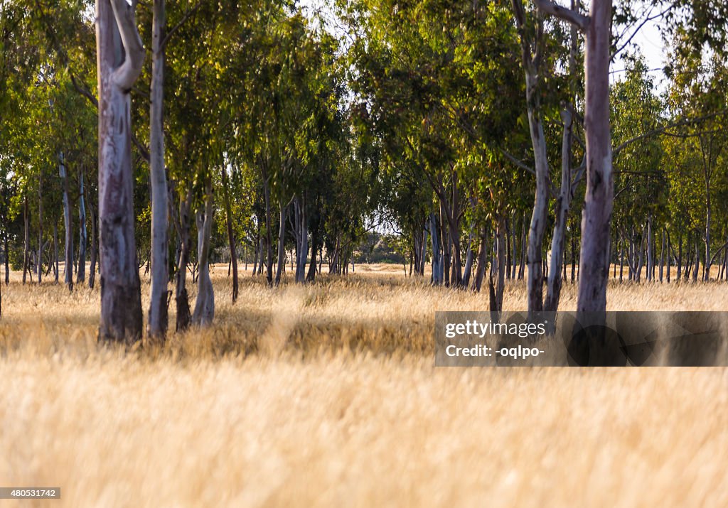 The growing big trees