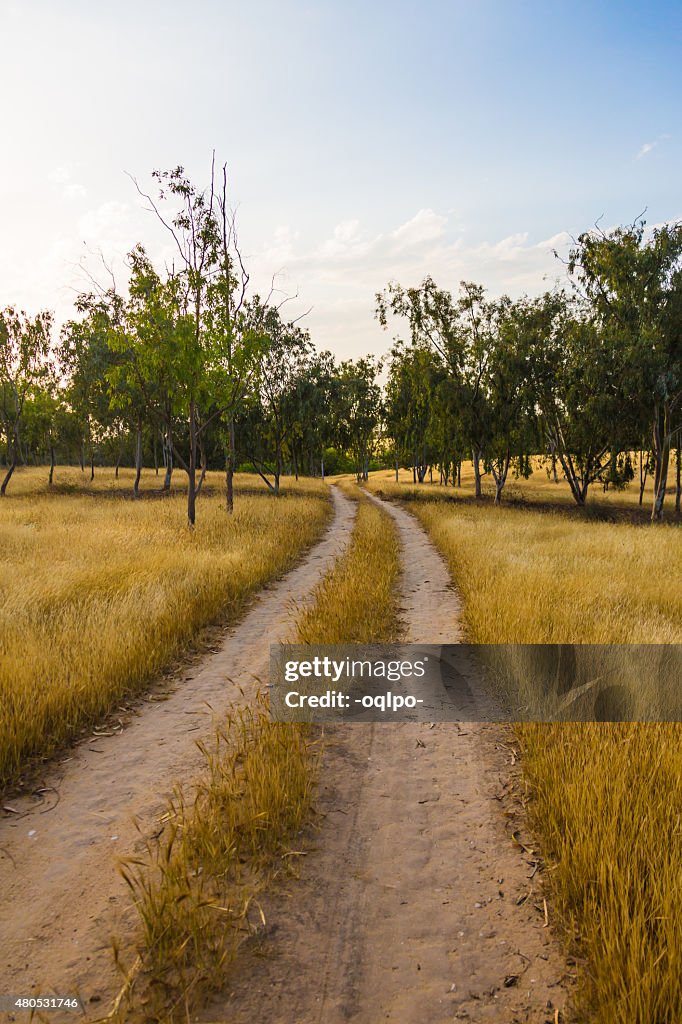 Unpaved road in the field