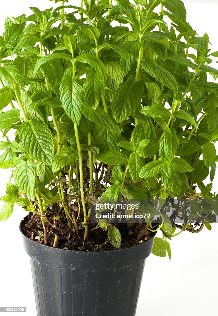 Mint plant with pot and roots