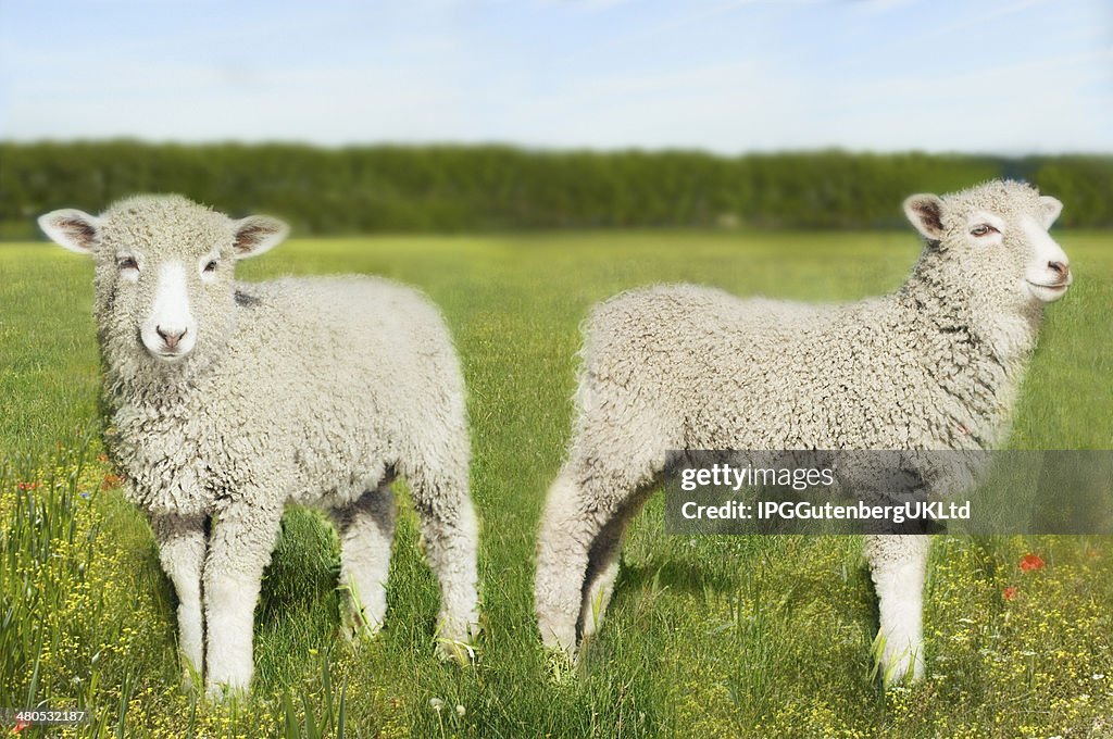 Lambs In Field