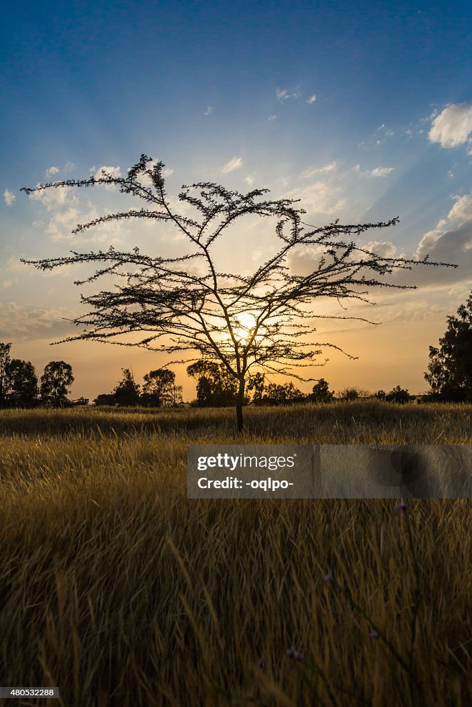 Sonnenuntergang Hintergrund