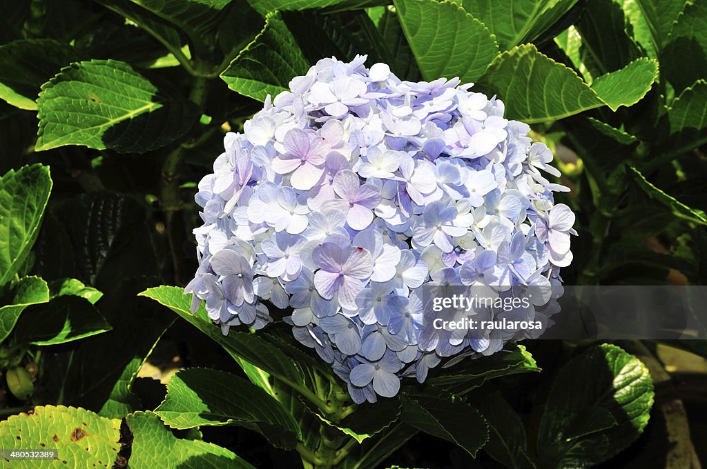 Hortensie Blumen