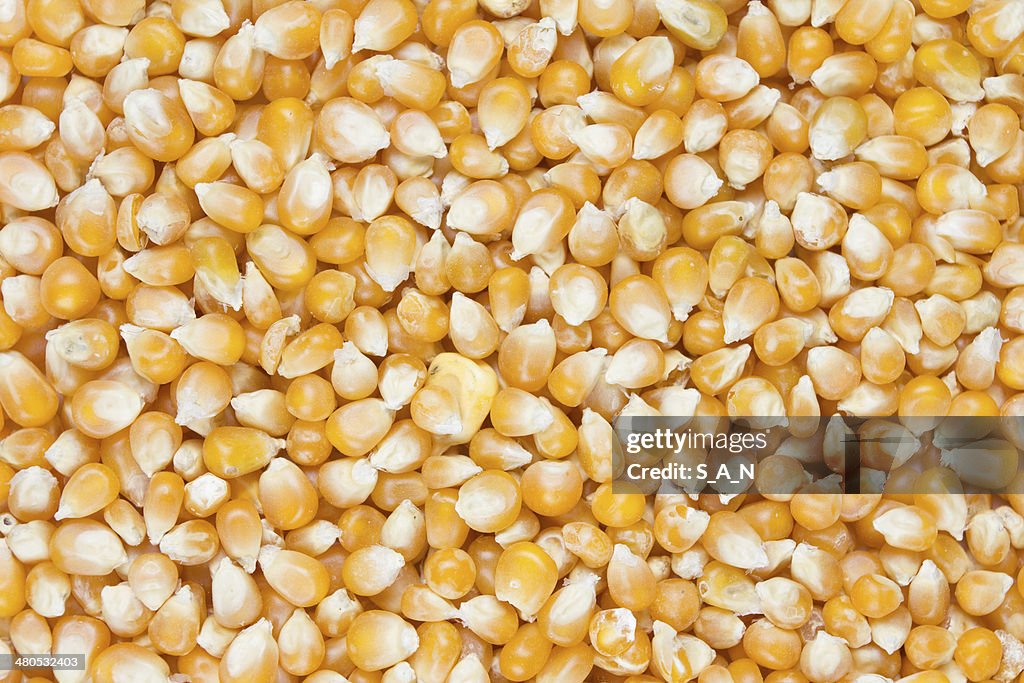 Corn seeds