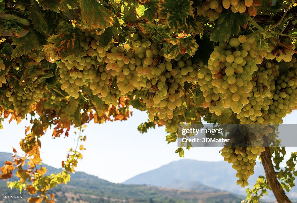 Ripe grapes