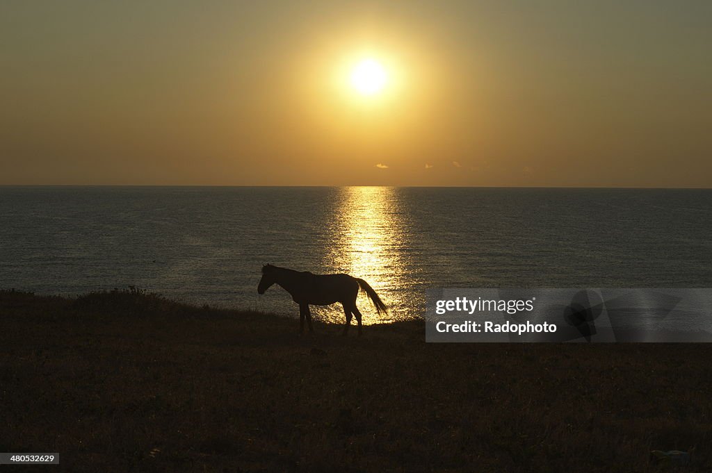 Cavalo na luz do sol