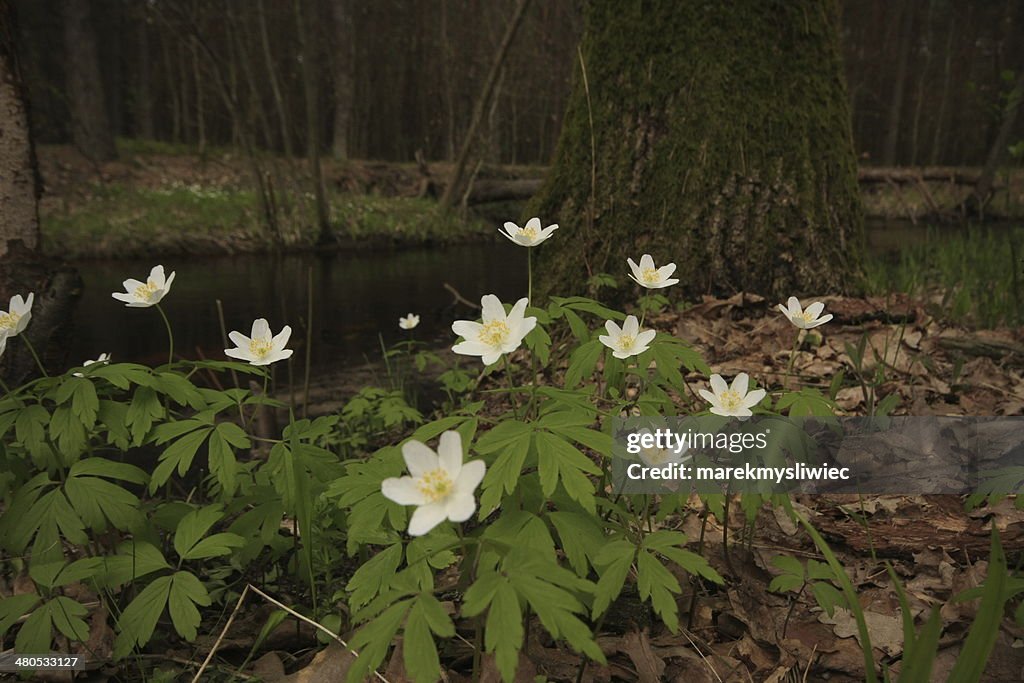 Flower on the glade.