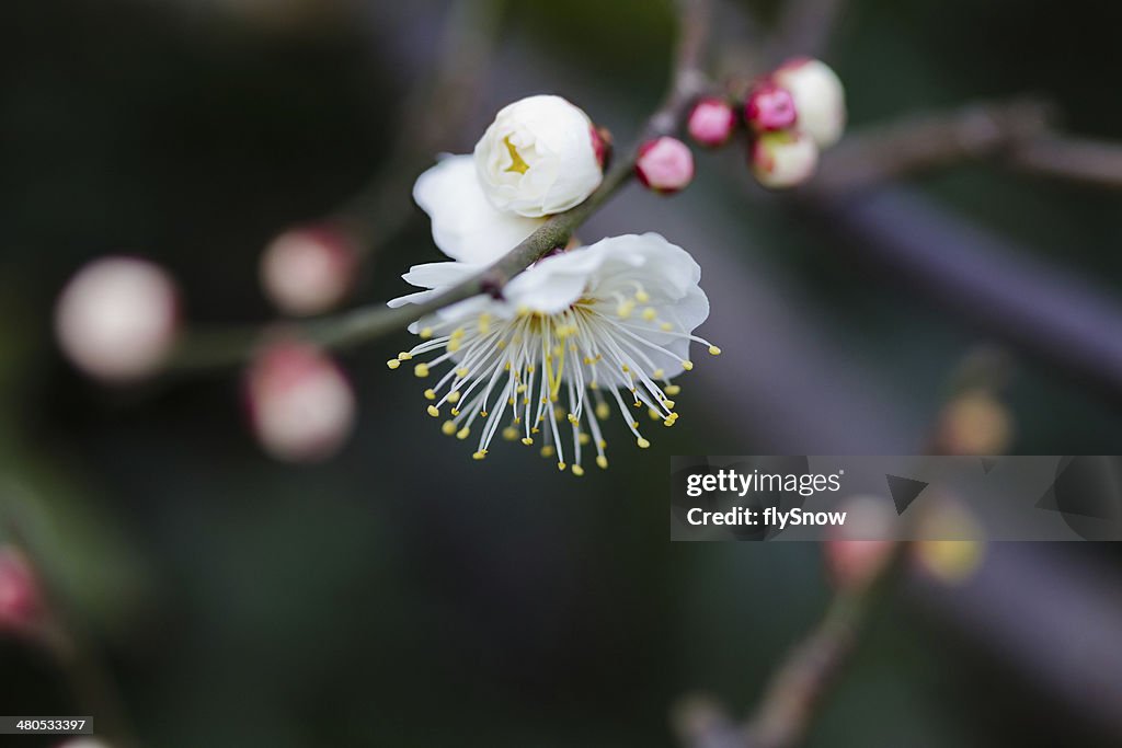 Plum Blossom, 梅花