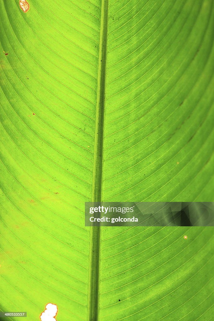 Green leaf long nature