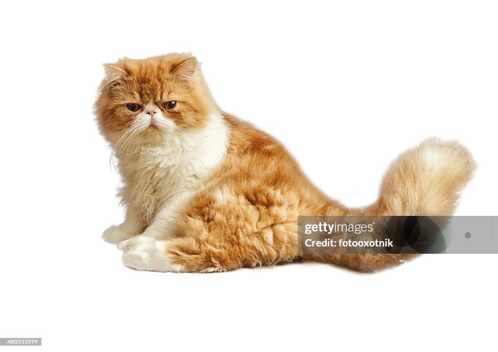 House Persian kitten isolated on white background