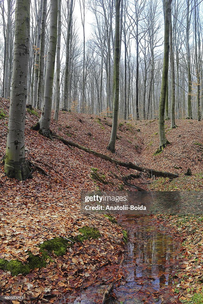 Leafy forest by an early spring